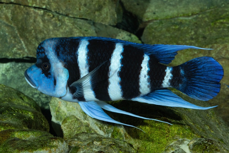 Cyphotilapia gibberosa 'Mtoto' (Moba)